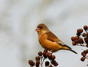 金翅雀,翱翔于梦想天空的传奇之旅